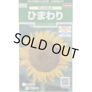 画像: 送料無料　花の種　ひまわり　サンスポット　約13粒　(株)サカタのタネ　実咲250（026275）