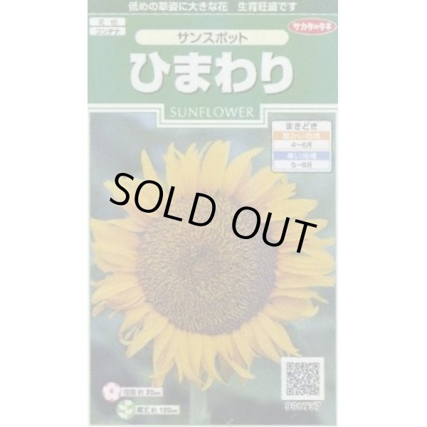 画像1: 送料無料　花の種　ひまわり　サンスポット　約13粒　(株)サカタのタネ　実咲250（026275） (1)