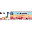 画像2: 送料無料　花の種　花菱草　一重咲き混合　約134粒　　(株)サカタのタネ　実咲250（026266） (2)