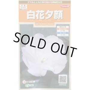 画像: 送料無料　花の種　白花夕顔　約9粒　(株)サカタのタネ　実咲200（026367）