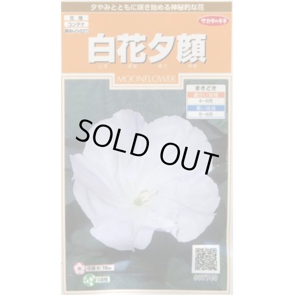 画像1: 送料無料　花の種　白花夕顔　約9粒　(株)サカタのタネ　実咲200（026367） (1)