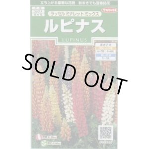 画像: 送料無料　花の種　ルピナス　ラッセルミナレットミックス　約20粒　　(株)サカタのタネ　実咲250（026299）