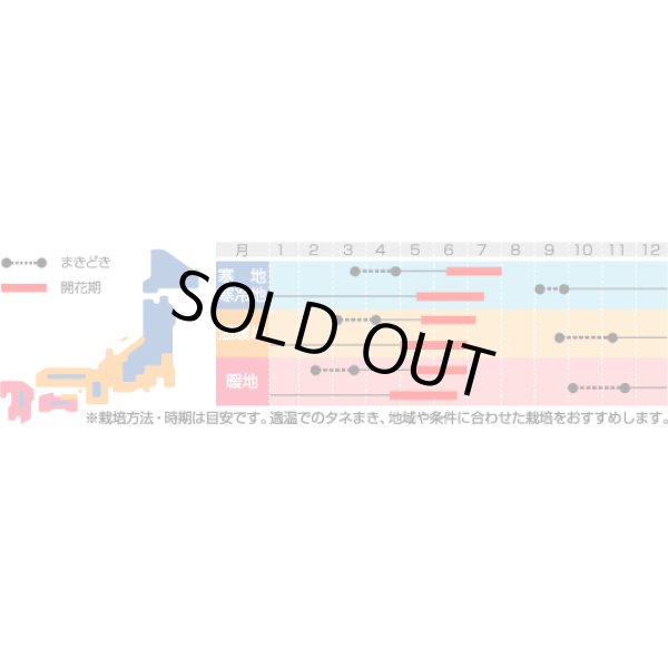 画像2: 送料無料　花の種　ゴデチャ　ジューンミックス　0.1ml　　(株)サカタのタネ　実咲350（026111） (2)