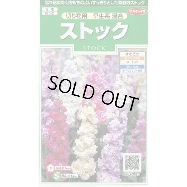 画像1: 送料無料　花の種　ストック　切り花用　早生系混合　約40粒　(株)サカタのタネ　実咲250（026252） (1)