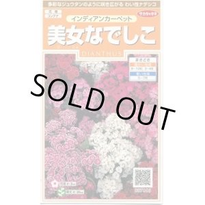 画像: 送料無料　花の種　美女なでしこ　インディアンカーペット　約175粒　　(株)サカタのタネ　実咲200（026341）