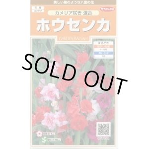 画像: 送料無料　花の種　ホウセンカ　カメリア咲き混合　約63粒　(株)サカタのタネ　実咲200（026356）