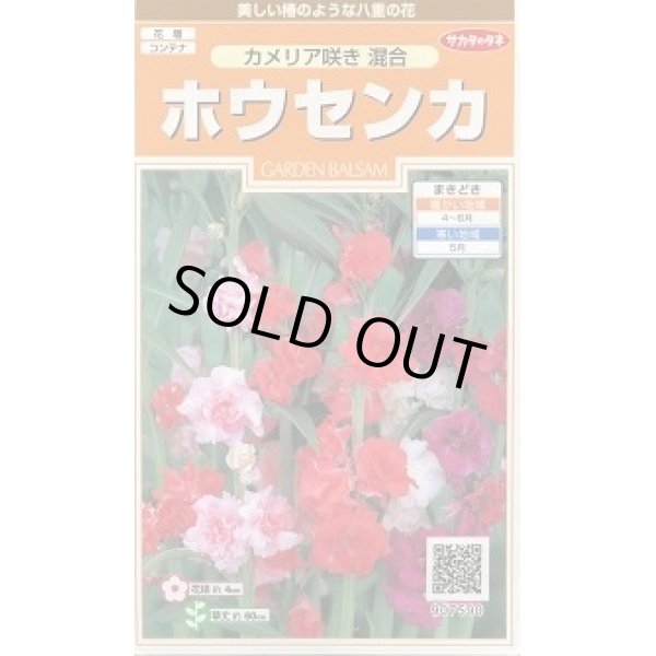 画像1: 送料無料　花の種　ホウセンカ　カメリア咲き混合　約63粒　(株)サカタのタネ　実咲200（026356） (1)