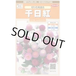 画像: 送料無料　花の種　千日紅　切り花用混合　約45粒　(株)サカタのタネ　実咲200（026339）