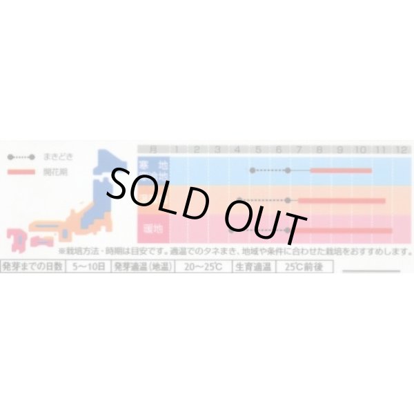画像2: 送料無料　花の種　千日紅　切り花用混合　約45粒　(株)サカタのタネ　実咲200（026339） (2)