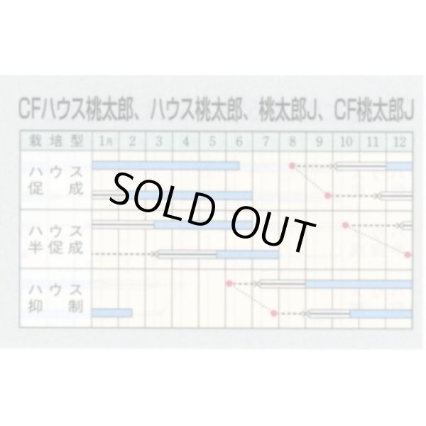 画像2: 送料無料　[トマト/桃太郎系]　ハウス桃太郎　1000粒　	2L　ペレット種子　タキイ種苗(株) (2)