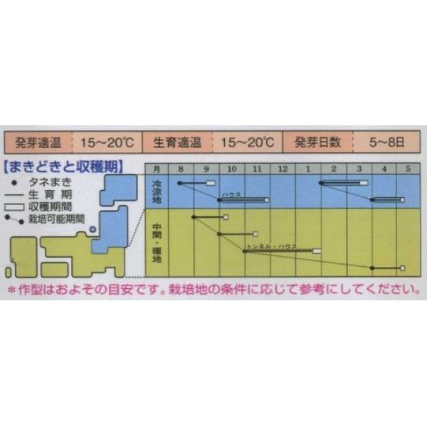 画像3: [シーダー種子]　ほうれんそう　早生サラダあかり　1粒×5cm間隔 (3)