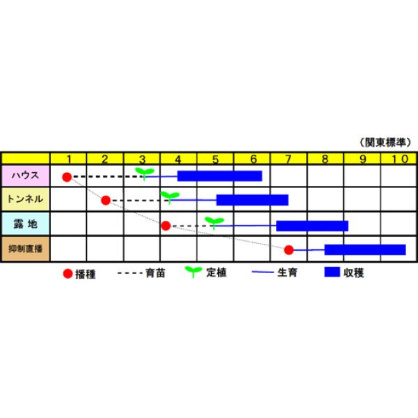 画像2: 送料無料　[瓜類]　青はぐらうり　若大将　100粒　渡辺交配 (2)