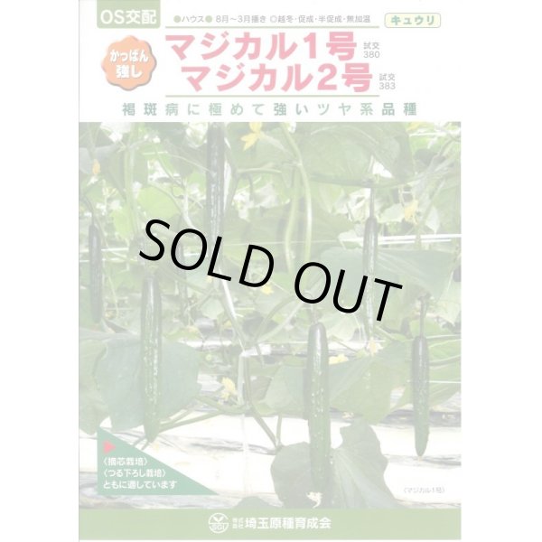 画像1: 送料無料　[キュウリ]　マジカル2号　350粒　ＯＳ交配 (1)