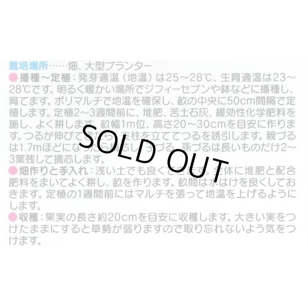 画像3: 送料無料　[キュウリ]　ずーっととれる　約16粒　(株)サカタのタネ　実咲550（002847） (3)