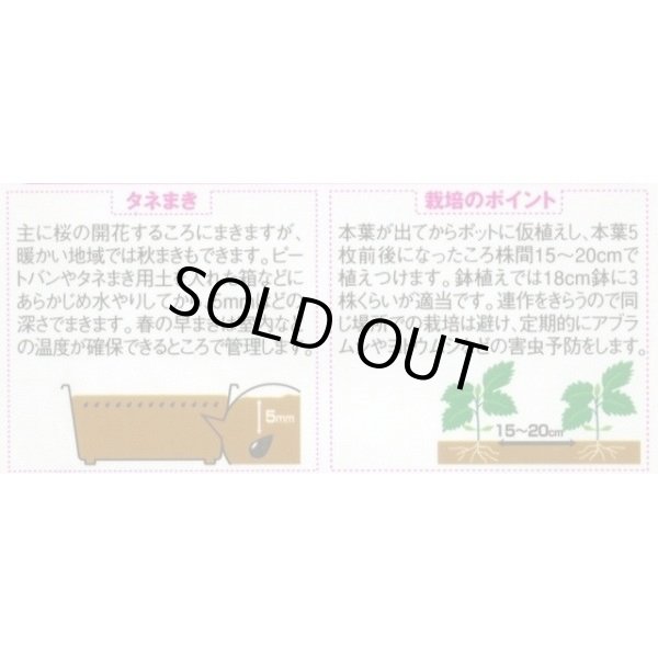 画像3: 送料無料　花の種　アスター　松本スカーレット　約190粒　(株)サカタのタネ　実咲250（026205） (3)