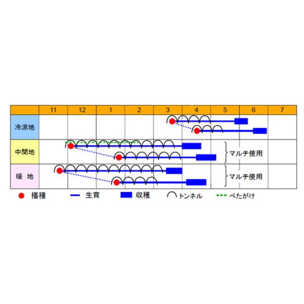 画像3: 送料無料　[大根]　春のきらめき　150粒　渡辺交配 (3)