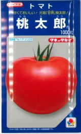 画像: 送料無料　[トマト/桃太郎系]　桃太郎　1000粒　貴種(コートしてません)　タキイ種苗