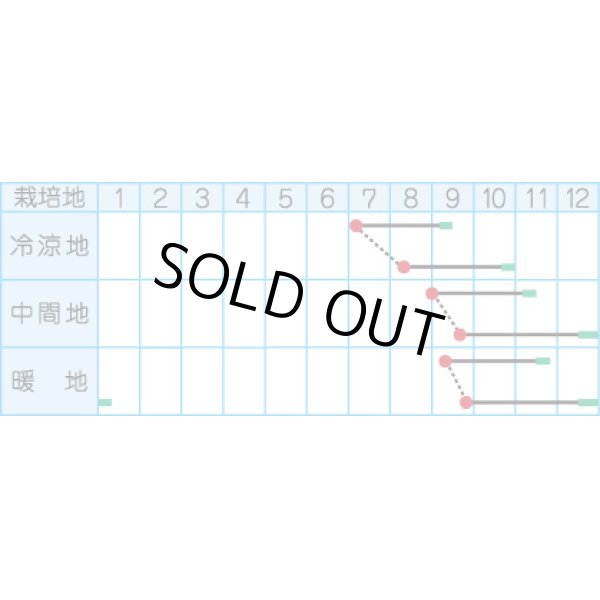 画像2: 送料無料　[大根]　おでん用大根　4ml　(株)タカヤマシード (2)