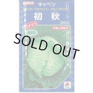 画像: 送料無料　[キャベツ]　初秋　2000粒　タキイ種苗(株)