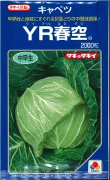 画像: 送料無料　[キャベツ]　YR春空　2000粒　貴種(コートしてません)　タキイ種苗(株)