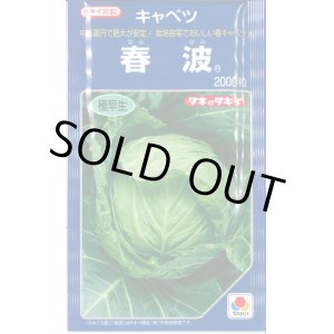 画像: 送料無料　[キャベツ]　春波　2000粒(コートしてません)　タキイ種苗(株)