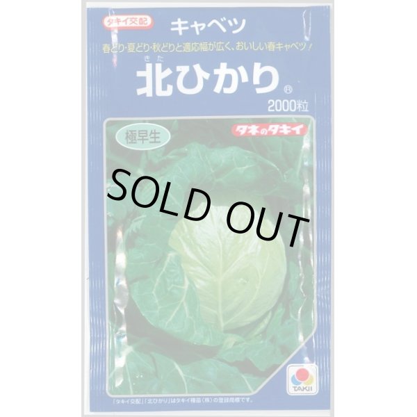 画像1: 送料無料　[キャベツ]　北ひかり　2000粒　タキイ種苗(株) (1)