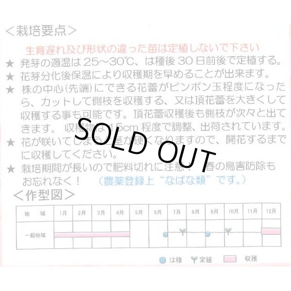 画像2: [葉物]　アレッタ2早生　ペレット種子　1000粒　松永種苗(株) (2)