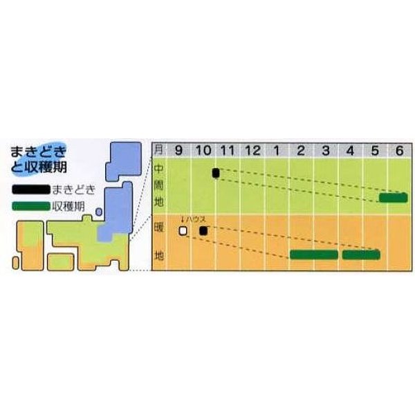 画像2: 送料無料　[そら豆]　三連　小袋(およそ7粒)タキイ種苗RF (2)