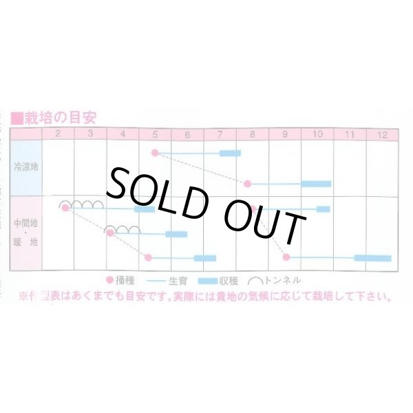 画像2: 送料無料　[大根]　紅岬　3ml　渡辺交配 (2)