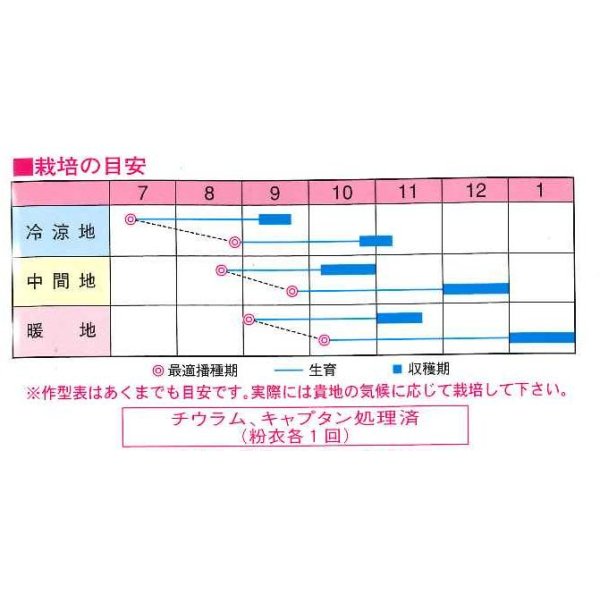 画像2: 送料無料　大根　さとみ大根　1000粒　渡辺交配 (2)