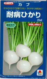 画像: 送料無料　[かぶ]　耐病ひかり　20ml　タキイ種苗(株)