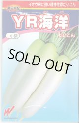 画像: 送料無料　[大根]　YR海洋　200粒　渡辺交配