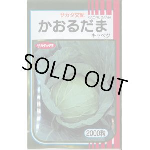 画像: 送料無料　[キャベツ]　かおるだま　2000粒　（株）サカタのタネ