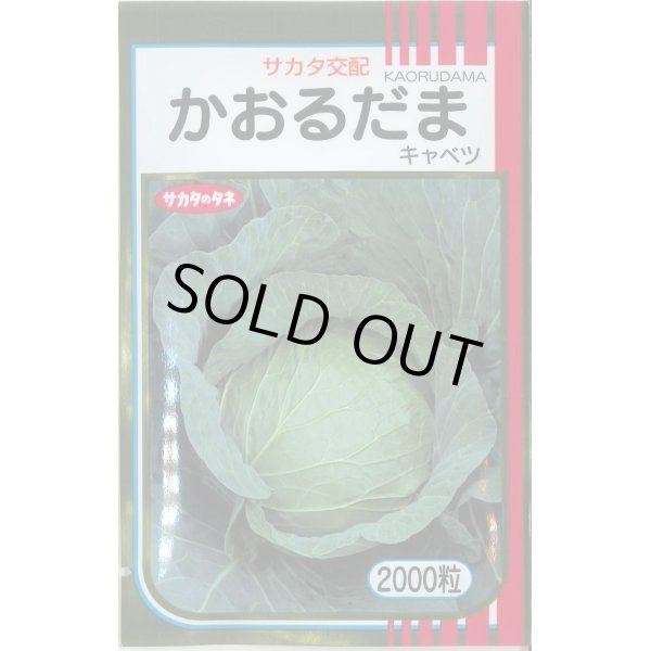 画像1: 送料無料　[キャベツ]　かおるだま　2000粒　（株）サカタのタネ (1)