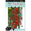 画像1: 送料無料　[トマト/ミニトマト]　フラガール　8粒　トキタ種苗(株) (1)