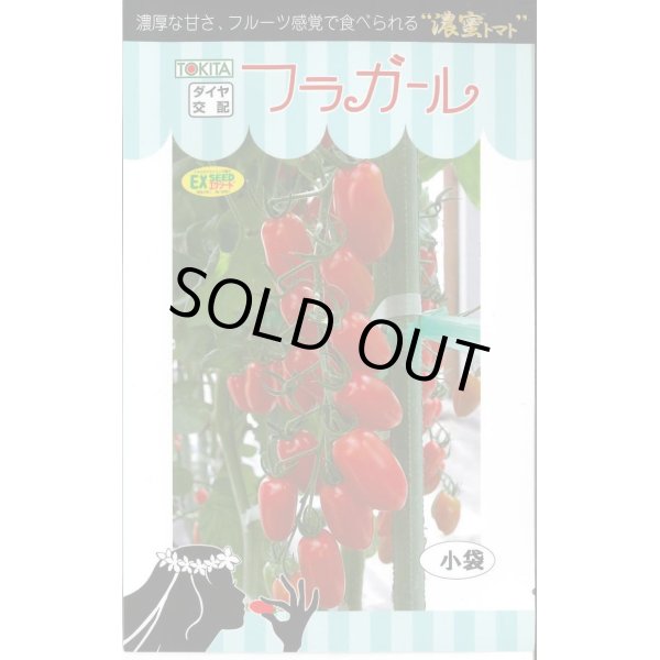 画像1: 送料無料　[トマト/ミニトマト]　フラガール　8粒　トキタ種苗(株) (1)