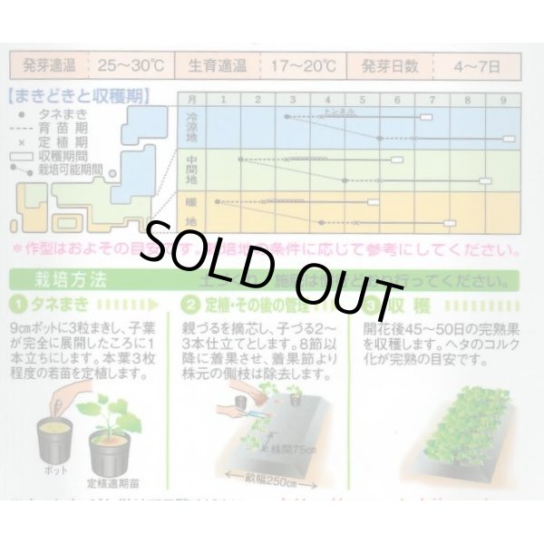 画像3: 送料無料　[かぼちゃ]　ロロン　100粒　タキイ種苗(株) (3)