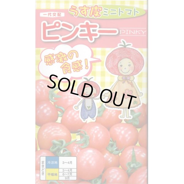 画像1: 送料無料　[トマト/ミニトマト]　ピンキー　500粒　ナント種苗(株) (1)