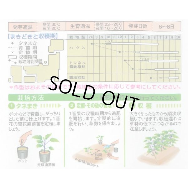 画像2: 送料無料　[なす]　黒陽　60粒　タキイ種苗(株)　DF (2)