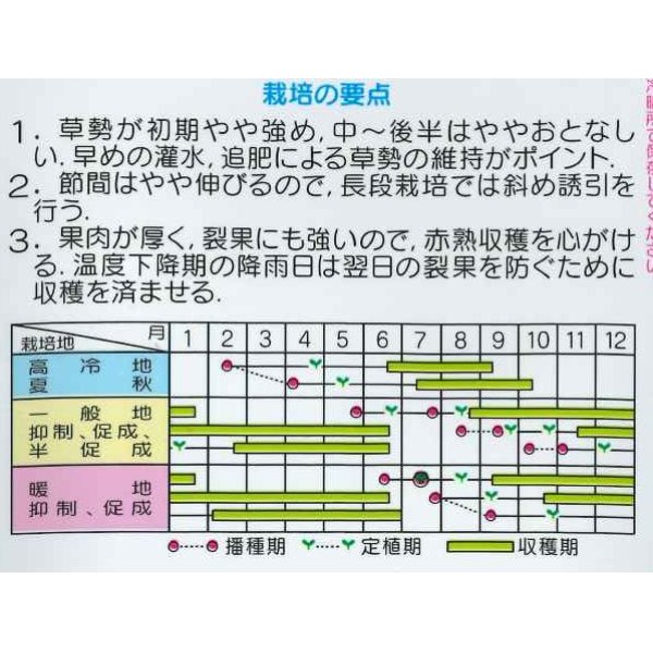 画像2: 送料無料　[トマト/ミニトマト]　キャロルパッション　1000粒　(株)サカタのタネ (2)