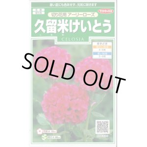 画像: 送料無料　花の種　久留米けいとう　切り花用アーリーローズ　約143粒　(株)サカタのタネ　実咲250（026236）