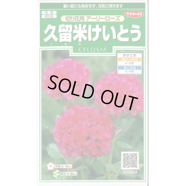 画像1: 送料無料　花の種　久留米けいとう　切り花用アーリーローズ　約143粒　(株)サカタのタネ　実咲250（026236） (1)