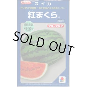 画像: 送料無料　[スイカ]　大玉スイカ　紅まくら　200粒　タキイ種苗(株)