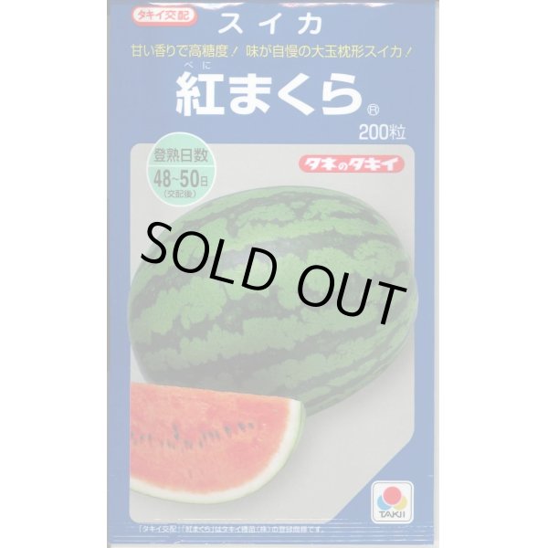 画像1: 送料無料　[スイカ]　大玉スイカ　紅まくら　200粒　タキイ種苗(株) (1)