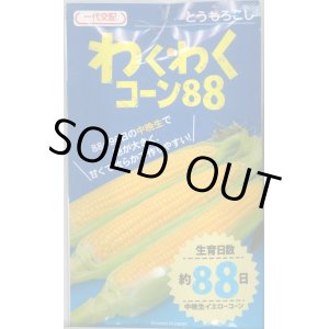 画像: 送料無料　[とうもろこし]　わくわくコーン88　100粒　カネコ交配