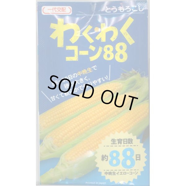 画像1: 送料無料　[とうもろこし]　わくわくコーン88　100粒　カネコ交配 (1)