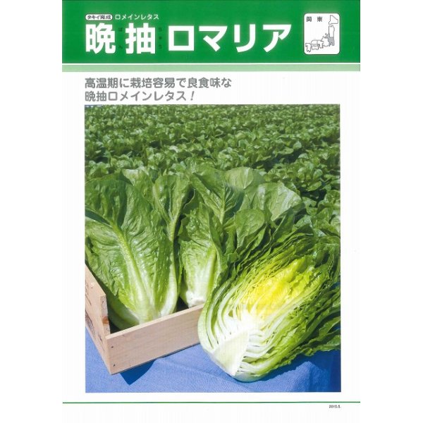 画像3: 送料無料　[レタス]　ロメインレタス　晩抽ロマリア　ペレット種子100粒　タキイ種苗(株) (3)