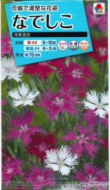 画像: 送料無料　花の種　なでしこ　河原混合　タキイ種苗(株)