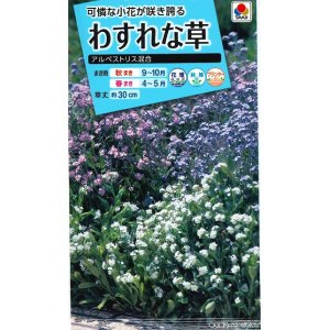 画像: 送料無料　花の種　わすれな草　アルペストリス混合　タキイ種苗(株)