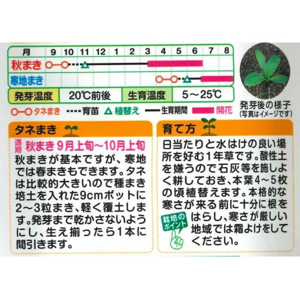 画像2: 送料無料　花の種　お徳用パック！　切花向　金盞花　スター混合　タキイ種苗(株) (2)